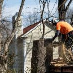 Tree Service Near Me Same-Day Tree Care Available