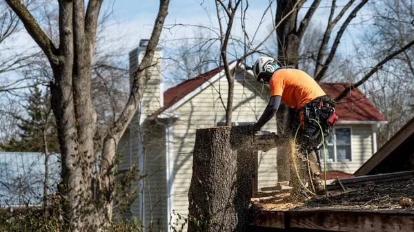 Tree Service Near Me Same-Day Tree Care Available