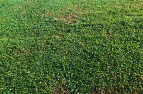 Perimeter Pest Control Services That Help Keep Unwanted Pests Away