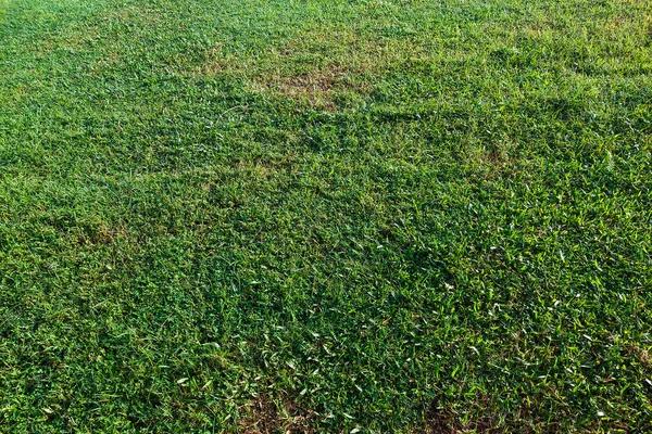 Perimeter Pest Control Services That Help Keep Unwanted Pests Away