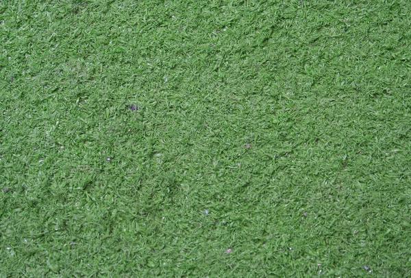 Local Lawn Care Service Near Me Expert Solutions for Every Yard