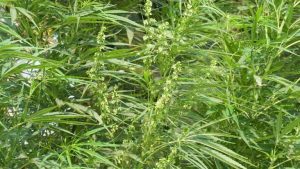 THCA Flower and THC Vapes Effects, Potency, and Convenience Compared