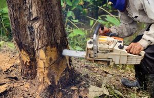 The Benefits of Reliable Tree Removal for Residential Properties